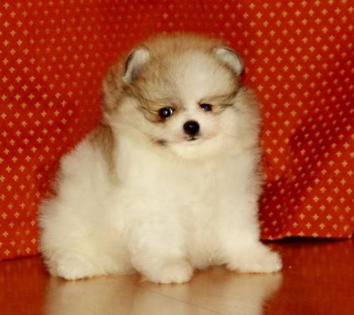 Tenemos cachorros Pomeranian disponible Son  - Imagen 1