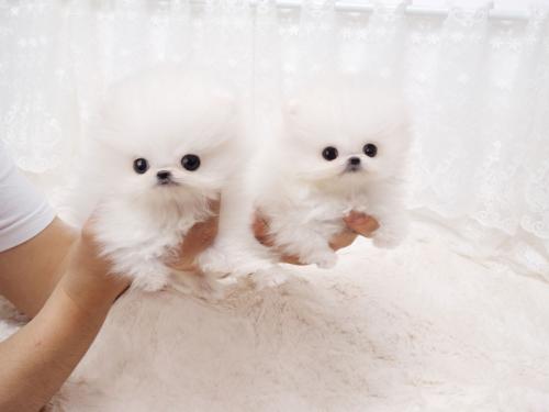 Perritos de Pomeranian Diminuto  Cachorros d - Imagen 1