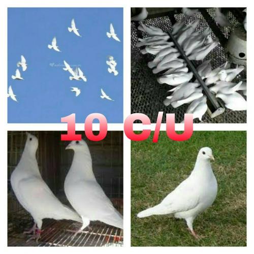 venta de lovebirds y palomas blancas mensajer - Imagen 2