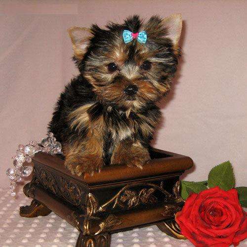 Regalo cachorros toy  de yorkshire terrier  - Imagen 1