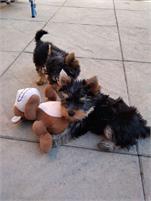  Full Bred Yorkie Puppies text me 7194178519 - Imagen 1