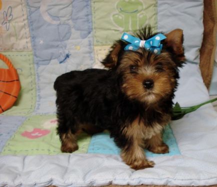 gift puppies toy yorkshire terrier ** (andr - Imagen 1