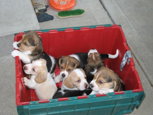 Hermoso cachorritos de  Raza Beagle  totalmen - Imagen 2