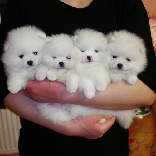 Fluffy snow white tcup pomeranian puppies fo - Imagen 1