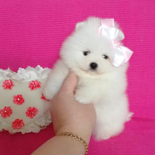 Fluffy snow white tcup pomeranian puppies fo - Imagen 2