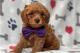 cavapoo-puppy-for-sale