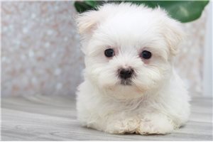 Maltese  puppies available  Two Lovely Maltes - Imagen 1