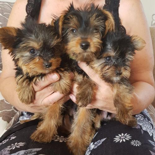 Yorkshire Terrier Puppies  Girls and boys ava - Imagen 1