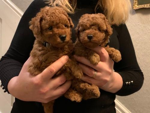 toy poodle puppies  cute toy poodle puppies   - Imagen 1