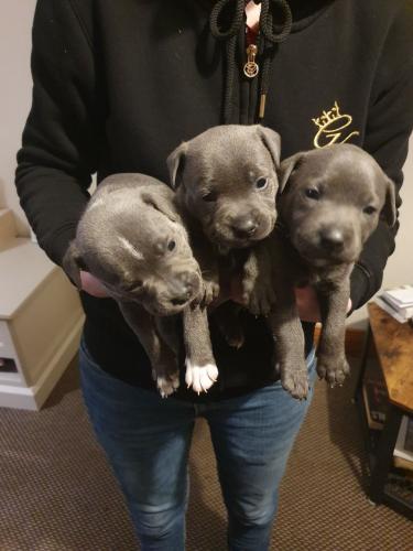 Staffordshire bull terriers puppies   cute St - Imagen 1