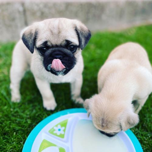 pug puppies  Healthy pug puppies Ready to be  - Imagen 1