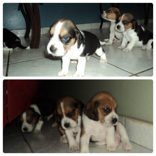 Hermosos cachorros Beagle Tricolor llama/what - Imagen 2