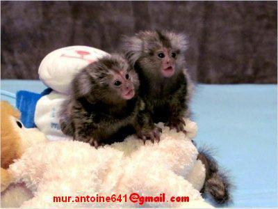  Dos monos tití bebé Hermosos monos tití b - Imagen 1