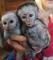Monos-capuchinos-bebes-disponibles