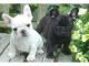 2-cachorros-hembra-de-Bulldog-Frances-disponibles-gratis