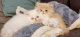 Último-gatito-persa-disponible-GCCF/registrado-Nuestros-hermosos-gatitos
