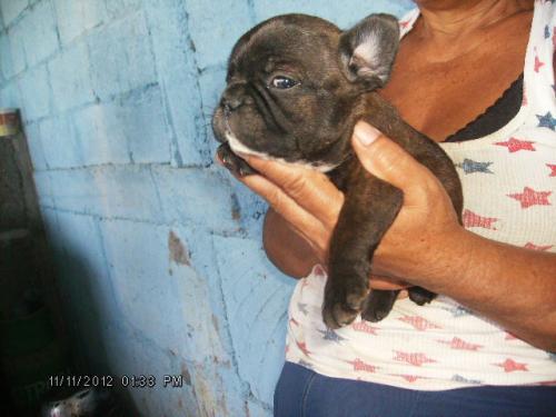 cachorros BULLDOG FRANCES en puerto rico aun - Imagen 3