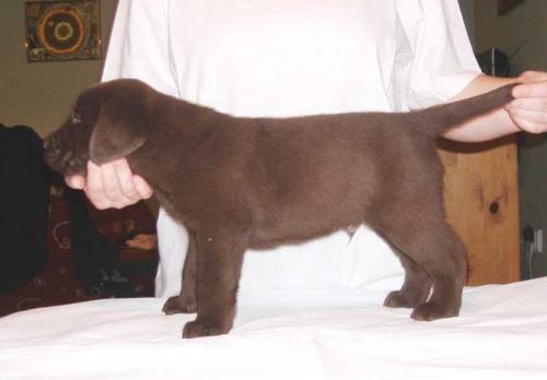 Regalo cachorro macho de Labrador para una fa - Imagen 1