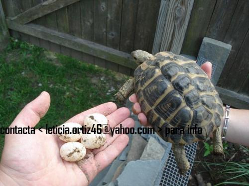 Hola a todos los amantes de la tortuga Somos - Imagen 1